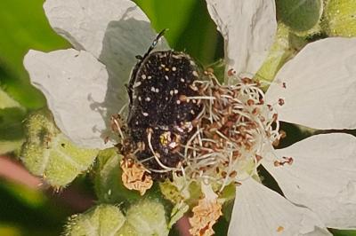 <i>Oxythyrea funesta</i>