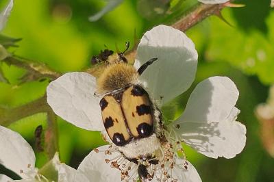 <i>Trichius gallicus</i>