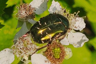 <i>Cetonia aurata</i>