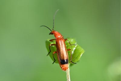 <i>Rhagonycha fulva</i>