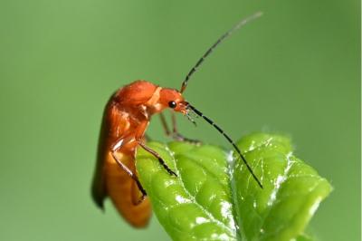 <i>Rhagonycha fulva</i>