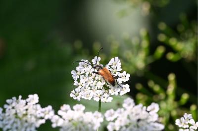 <i>Stictoleptura fulva</i>