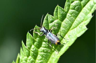 <i>Clanoptilus elegans</i>