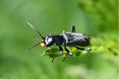 <i>Clanoptilus elegans</i>