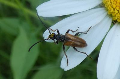 <i>Pseudovadonia livida</i>