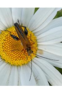 <i>Oedemera podagrariae</i>