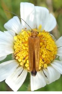 <i>Oedemera podagrariae</i>