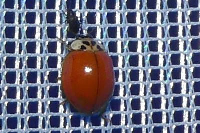 <i>Harmonia axyridis</i>