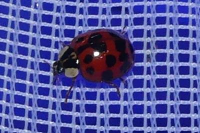 <i>Harmonia axyridis</i>