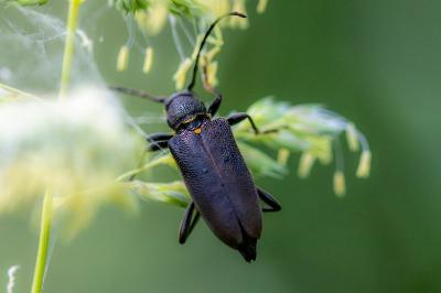 Stictoleptura scutellata
