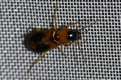 <i>Badister bullatus</i>