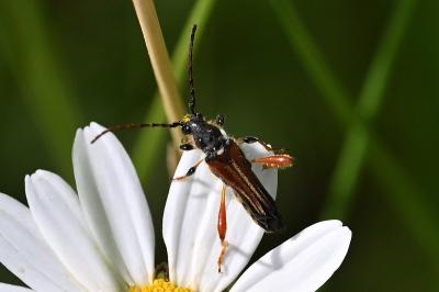 <i>Stenopterus rufus</i>