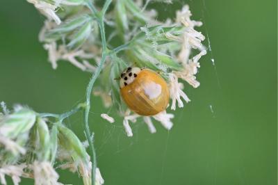 <i>Harmonia axyridis</i>