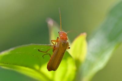 <i>Cantharis</i>