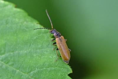 <i>Rhagonycha nigriventris</i>