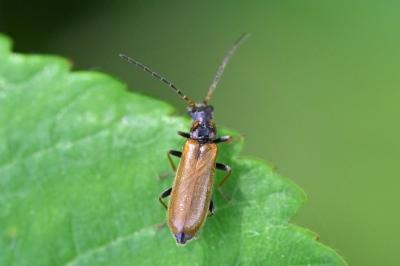 <i>Rhagonycha nigriventris</i>