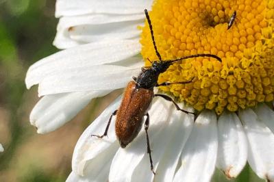 <i>Leptura</i>