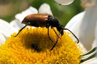 <i>Leptura</i>