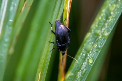 <i>Phosphuga atrata</i>