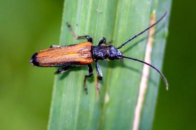 <i>Anogcodes melanurus</i>