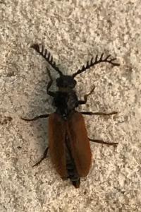 <i>Drilus flavescens</i>