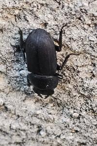 <i>Dorcus parallelipipedus</i>