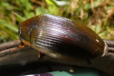 <i>Dytiscus dimidiatus</i>