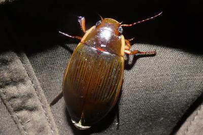 <i>Dytiscus dimidiatus</i>