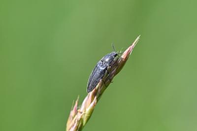 <i>Cidnopus pilosus</i>