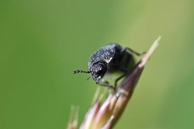 <i>Cidnopus pilosus</i>