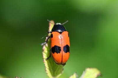 <i>Clytra laeviuscula</i>