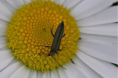<i>Oedemera</i>