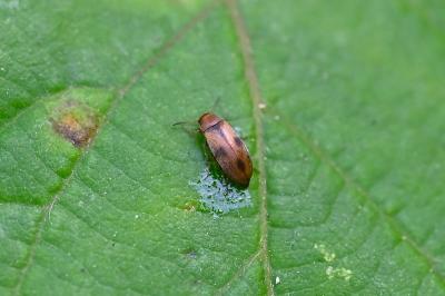 <i>Anaspis maculata</i>