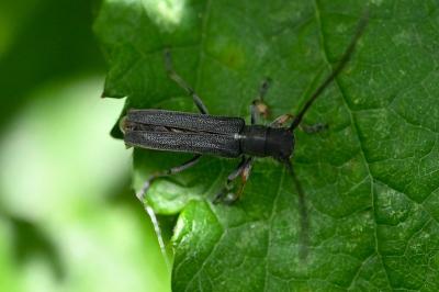 <i>Phytoecia cylindrica</i>