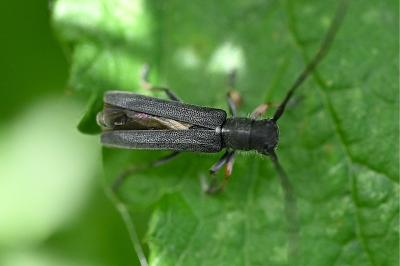 <i>Phytoecia cylindrica</i>