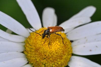 <i>Pseudovadonia livida</i>