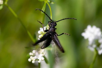 <i>Stictoleptura scutellata</i>