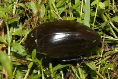 <i>Hydrophilus piceus</i>