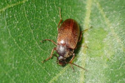 <i>Isomira murina</i>