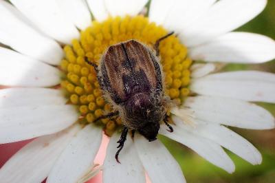 <i>Anisoplia villosa</i>