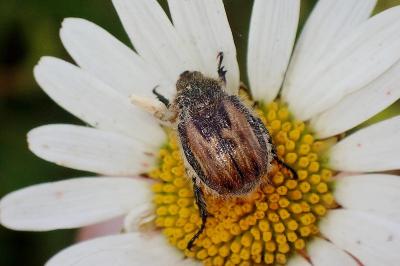 <i>Anisoplia villosa</i>