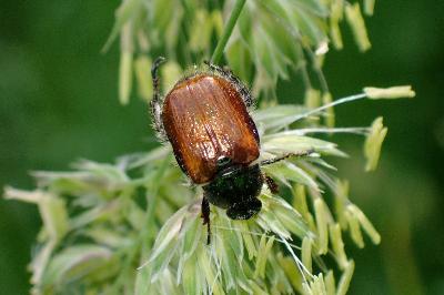 <i>Phyllopertha horticola</i>