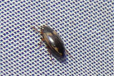 <i>Hydroporus palustris</i>