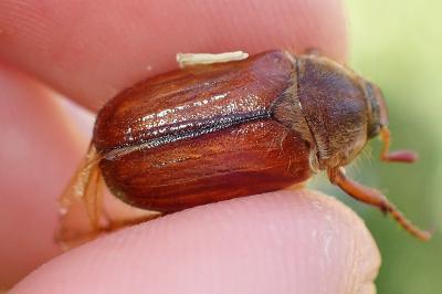 <i>Amphimallon solstitiale</i>
