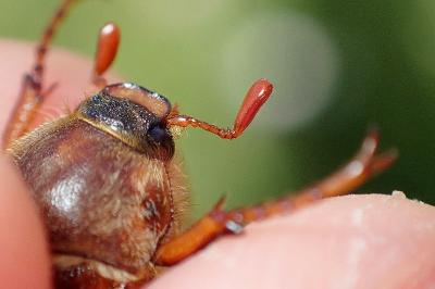 Amphimallon solstitiale