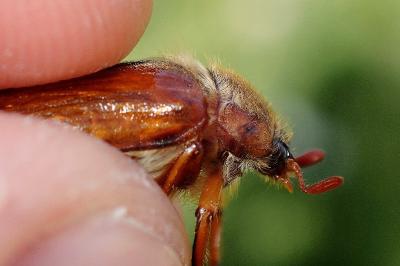 <i>Amphimallon solstitiale</i>