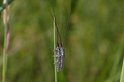 <i>Calamobius filum</i>