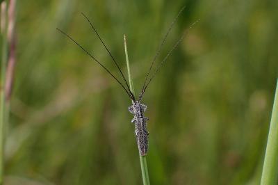 <i>Calamobius filum</i>