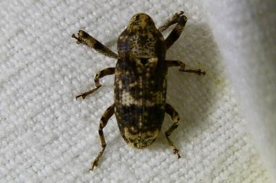 <i>Gasterocercus depressirostris</i>