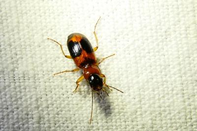 <i>Badister bullatus</i>